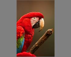 Red & Green Macaw - Image By Mohan Thomas